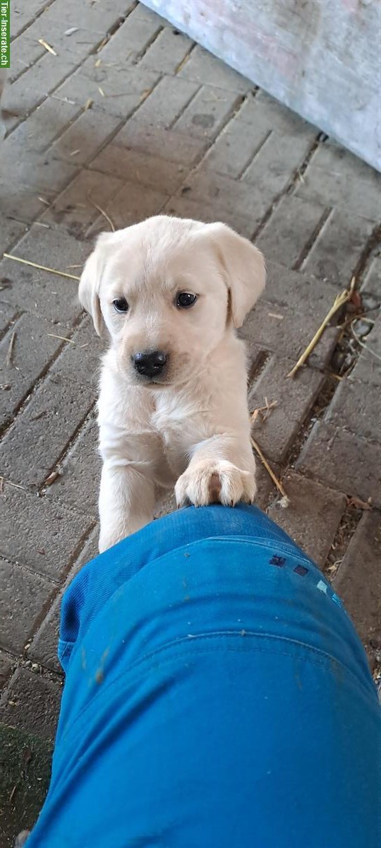 Bild 3: Golden Retriever x Labrador Welpen (Rüden) vom Bauernhof