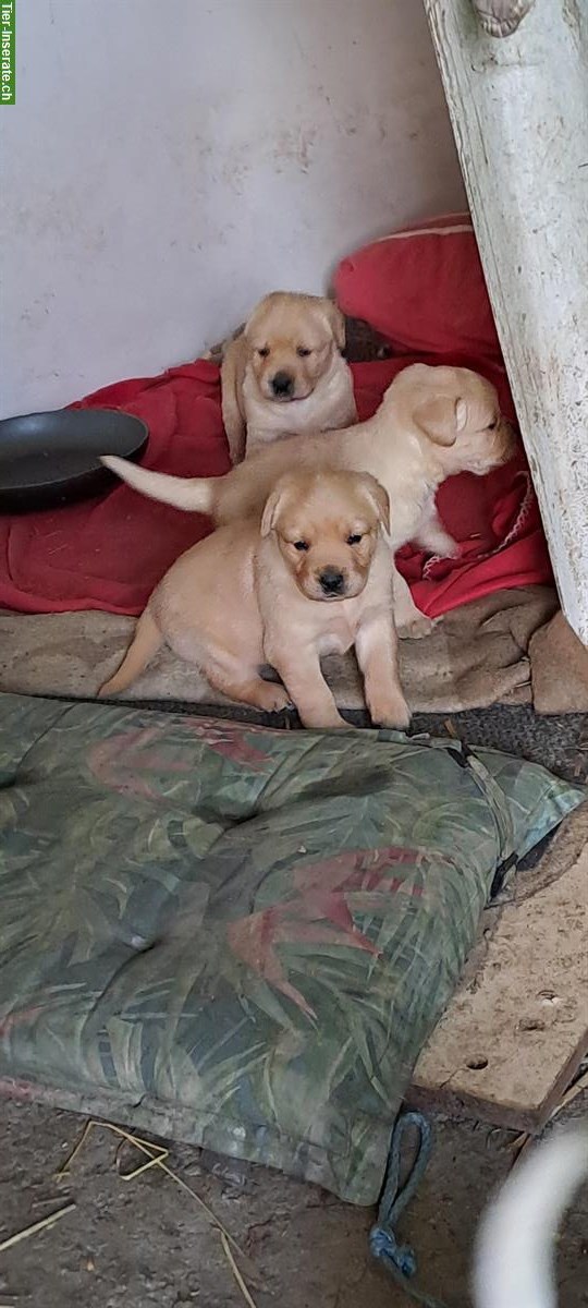 Bild 4: Golden Retriever x Labrador Welpen (Rüden) vom Bauernhof