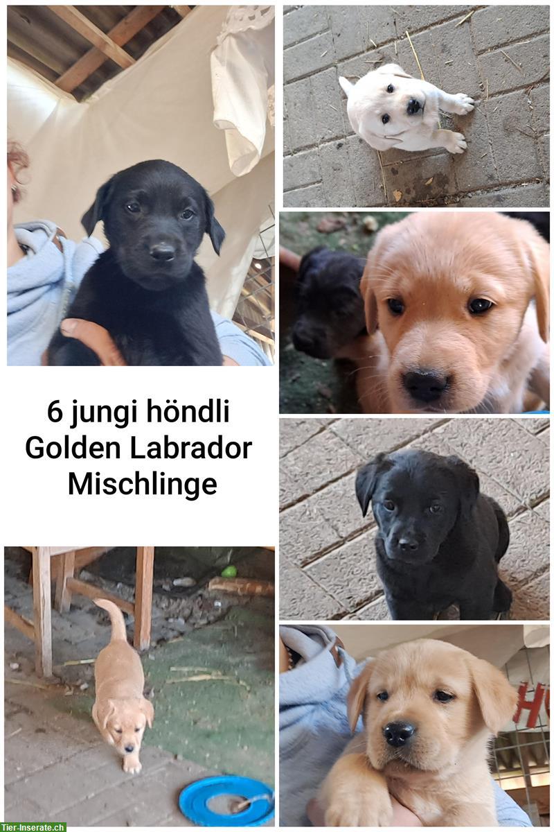 Bild 5: Golden Retriever x Labrador Welpen (Rüden) vom Bauernhof