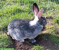 Deutscher Riesen Rammler, chinchillafarbig