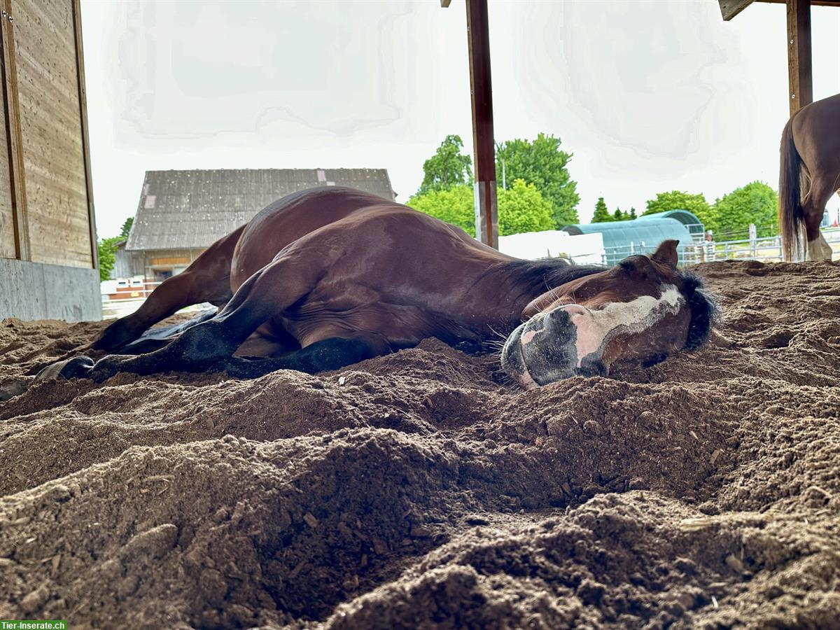 Pflegebeteiligung für Quarter Horse Stute in Horgenberg, 1-2x/Woche