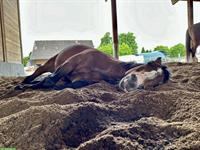 Pflegebeteiligung für Quarter Horse Stute in Horgenberg, 1-2x/Woche