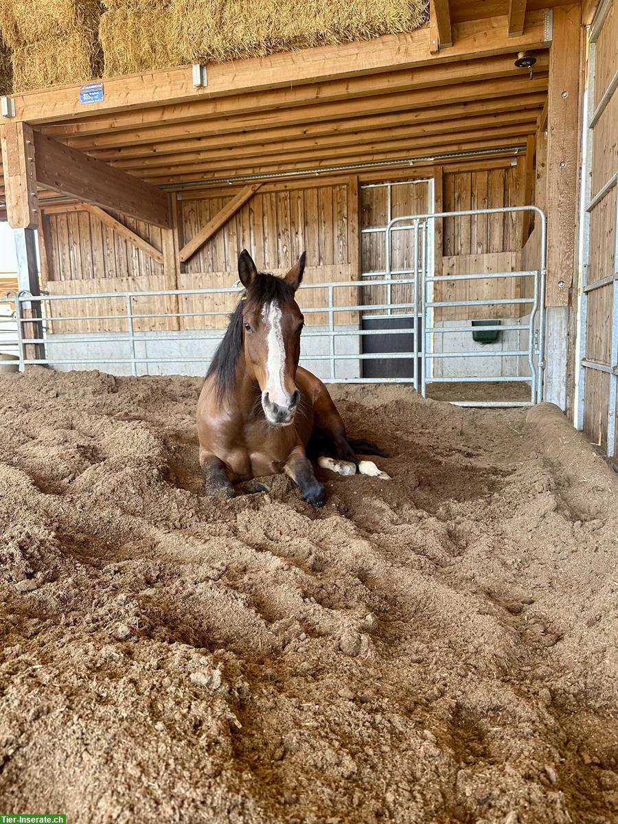 Bild 2: Pflegebeteiligung für Quarter Horse Stute in Horgenberg, 1-2x/Woche
