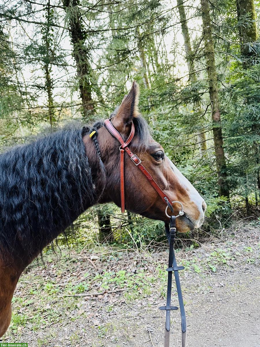 Bild 3: Pflegebeteiligung für Quarter Horse Stute in Horgenberg, 1-2x/Woche