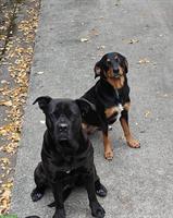 2 wohlerzogene Hunde Damen 5 und 2 Jahre abzugeben