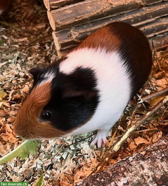 Junge Meerschweinchen zu verkaufen, Frühkastrat & Weibchen