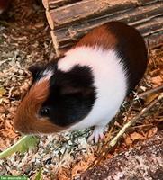 Junge Meerschweinchen zu verkaufen, Frühkastrat & Weibchen