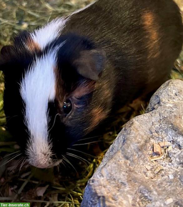 Bild 2: Junge Meerschweinchen zu verkaufen, Frühkastrat & Weibchen