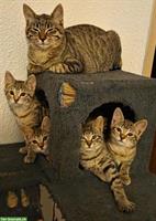 Getigerte Katzenbabys suchen Zuhause mit Freilauf