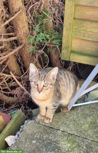 Bild 2: Getigerte Katzenbabys suchen Zuhause mit Freilauf