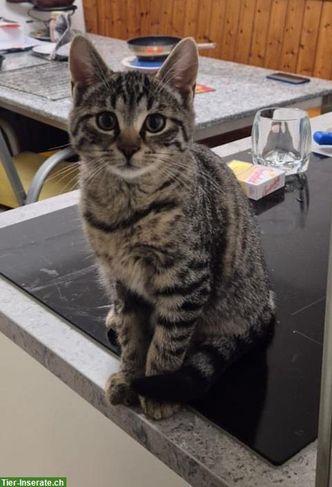 Bild 3: Getigerte Katzenbabys suchen Zuhause mit Freilauf