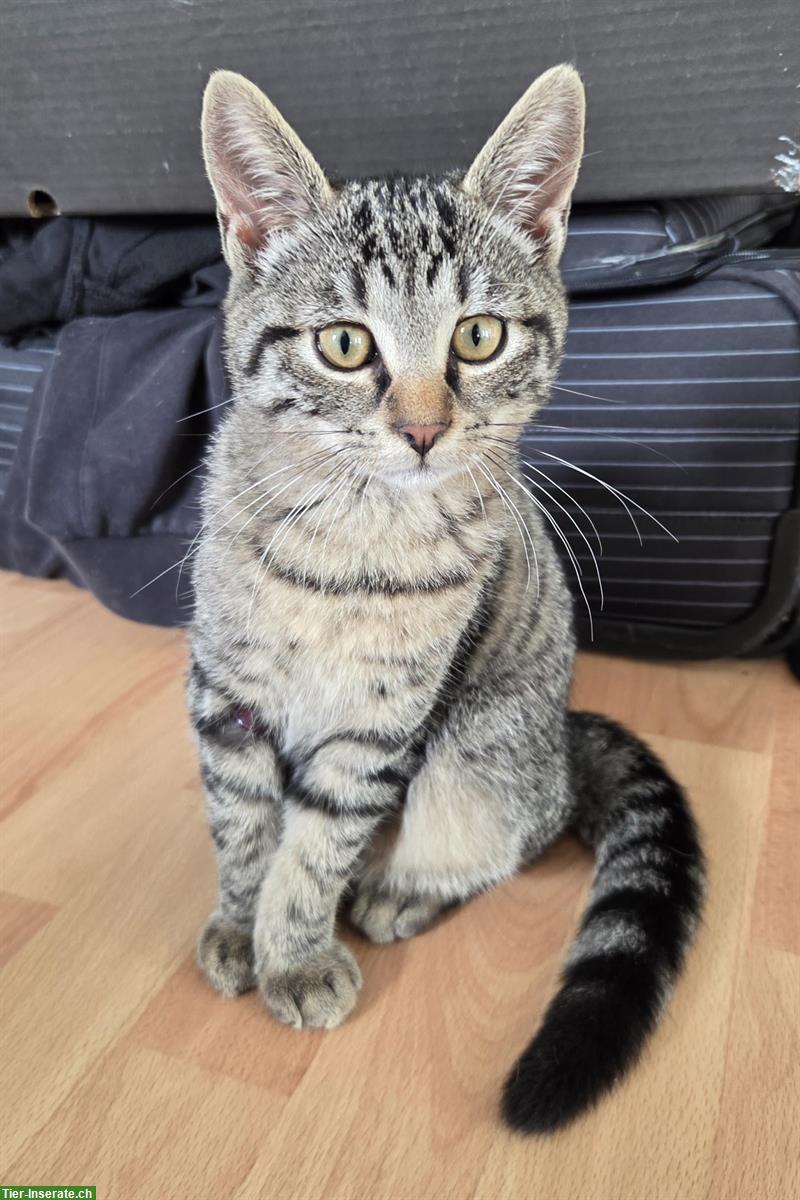 Bild 4: Getigerte Katzenbabys suchen Zuhause mit Freilauf