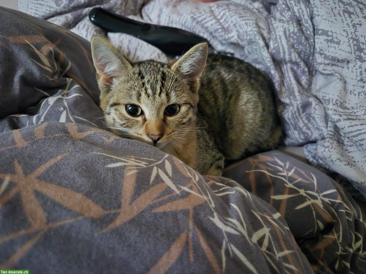 Bild 5: Getigerte Katzenbabys suchen Zuhause mit Freilauf