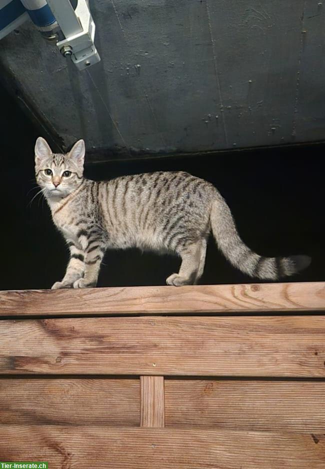 Bild 6: Getigerte Katzenbabys suchen Zuhause mit Freilauf