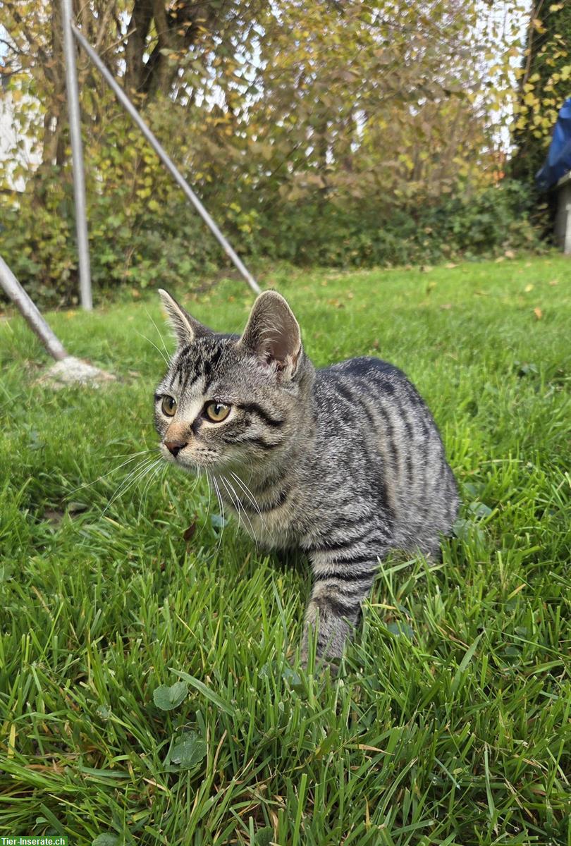 Bild 7: Getigerte Katzenbabys suchen Zuhause mit Freilauf