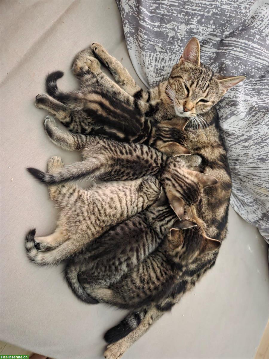 Bild 8: Getigerte Katzenbabys suchen Zuhause mit Freilauf