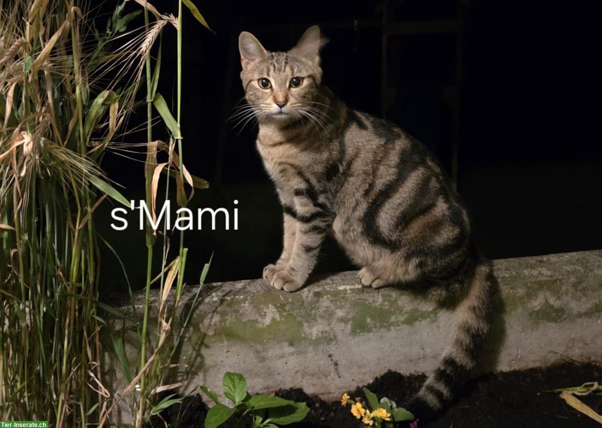 Bild 9: Getigerte Katzenbabys suchen Zuhause mit Freilauf