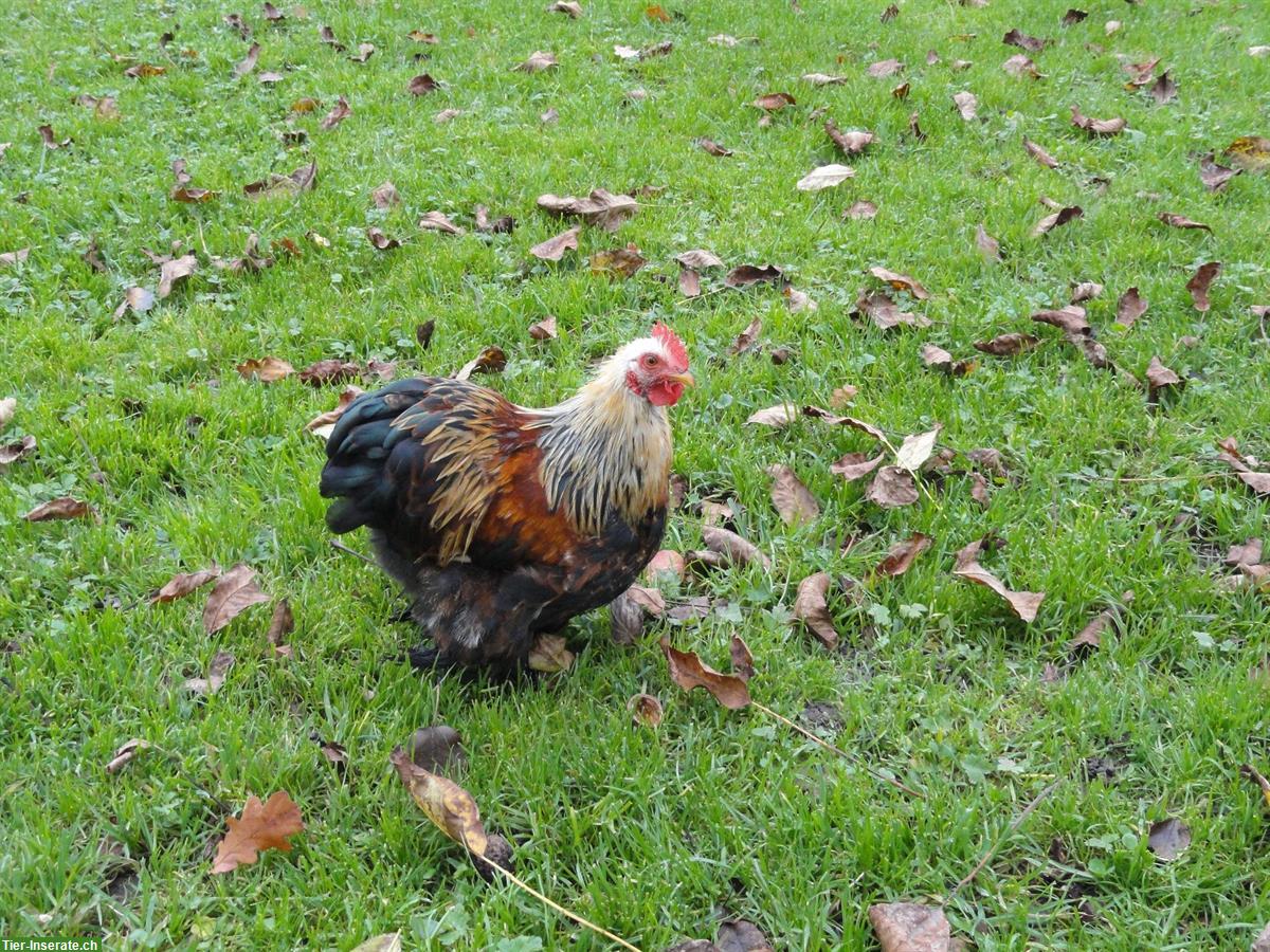 Junger Zwerg-Cochin Hahn, farbig, zahm