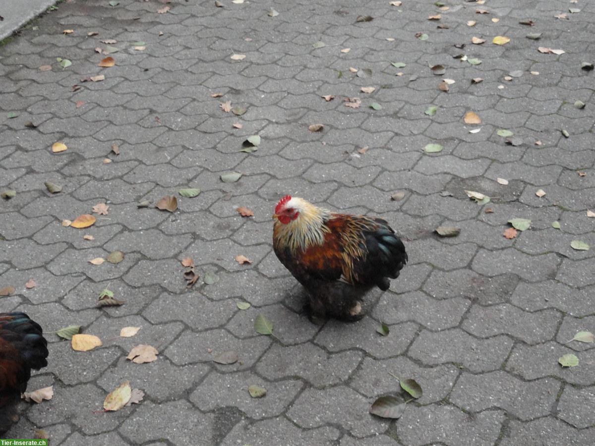Bild 2: Junger Zwerg-Cochin Hahn, farbig, zahm