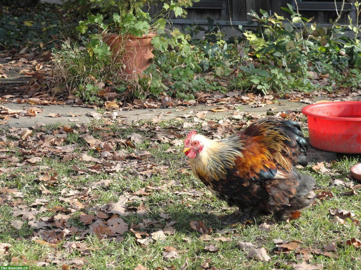Bild 3: Junger Zwerg-Cochin Hahn, farbig, zahm
