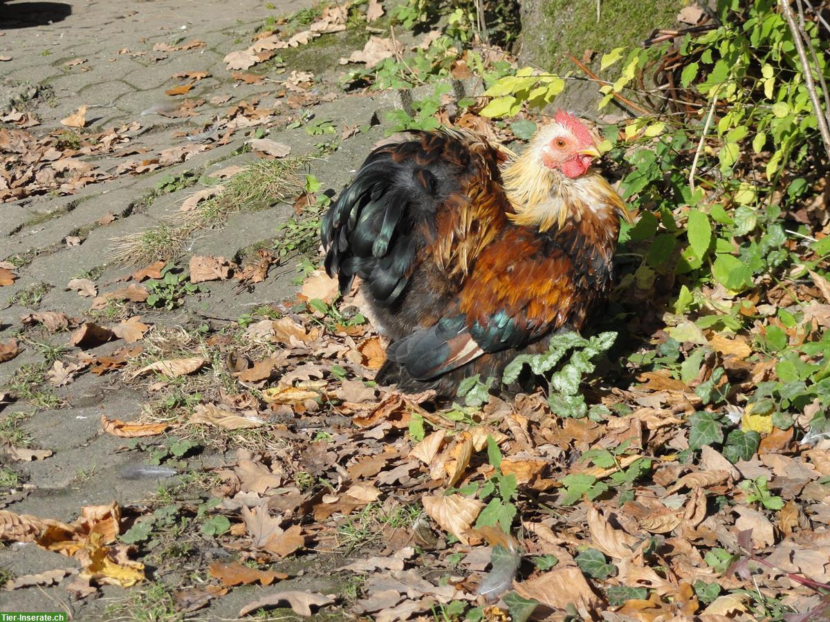 Bild 4: Junger Zwerg-Cochin Hahn, farbig, zahm