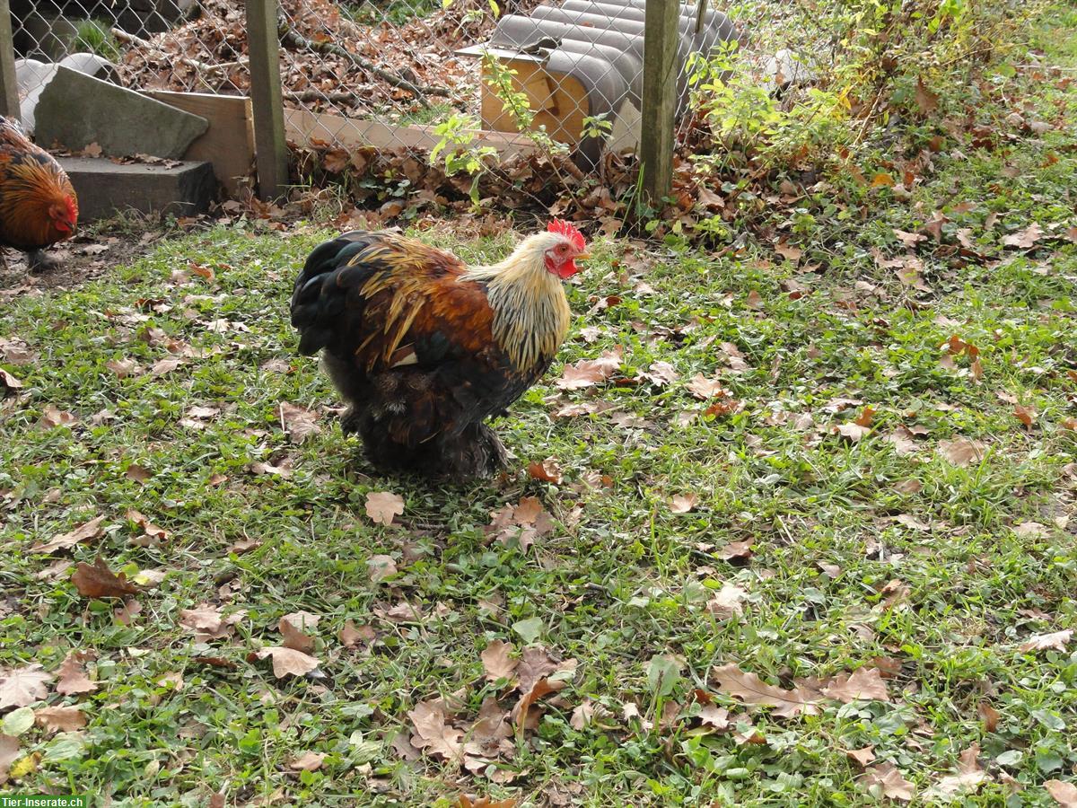 Bild 5: Junger Zwerg-Cochin Hahn, farbig, zahm