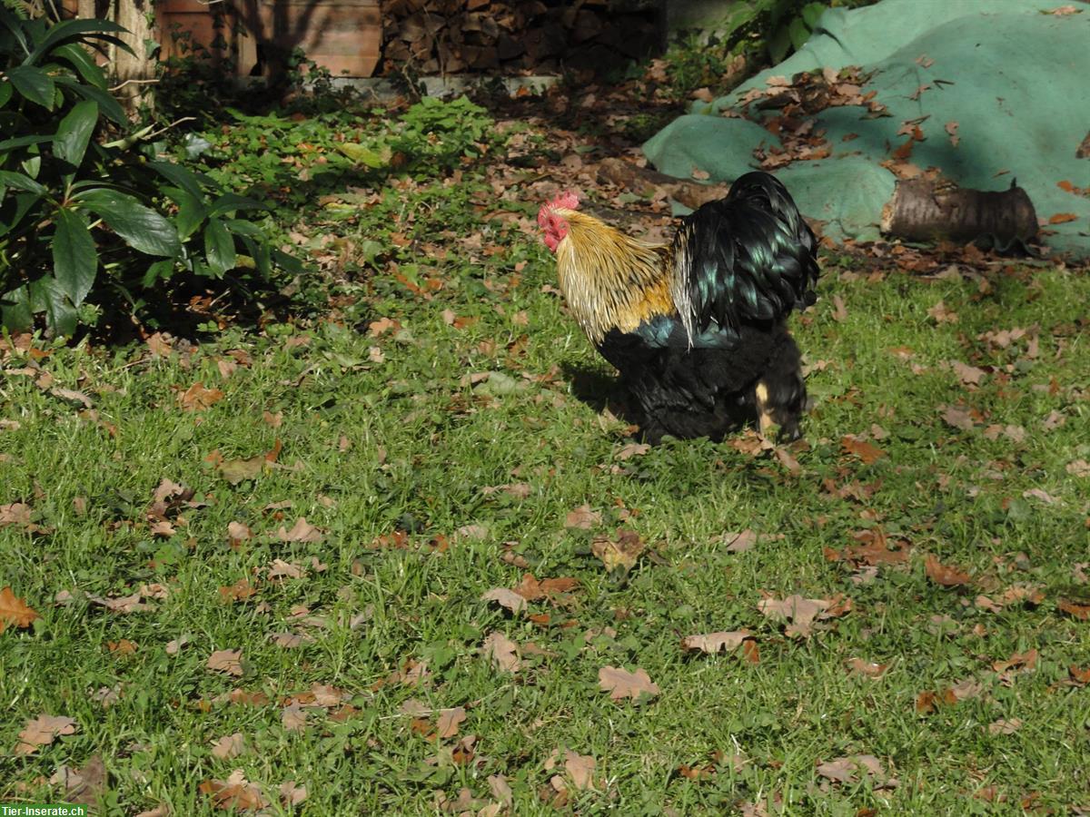 Bild 7: Junger Zwerg-Cochin Hahn, farbig, zahm