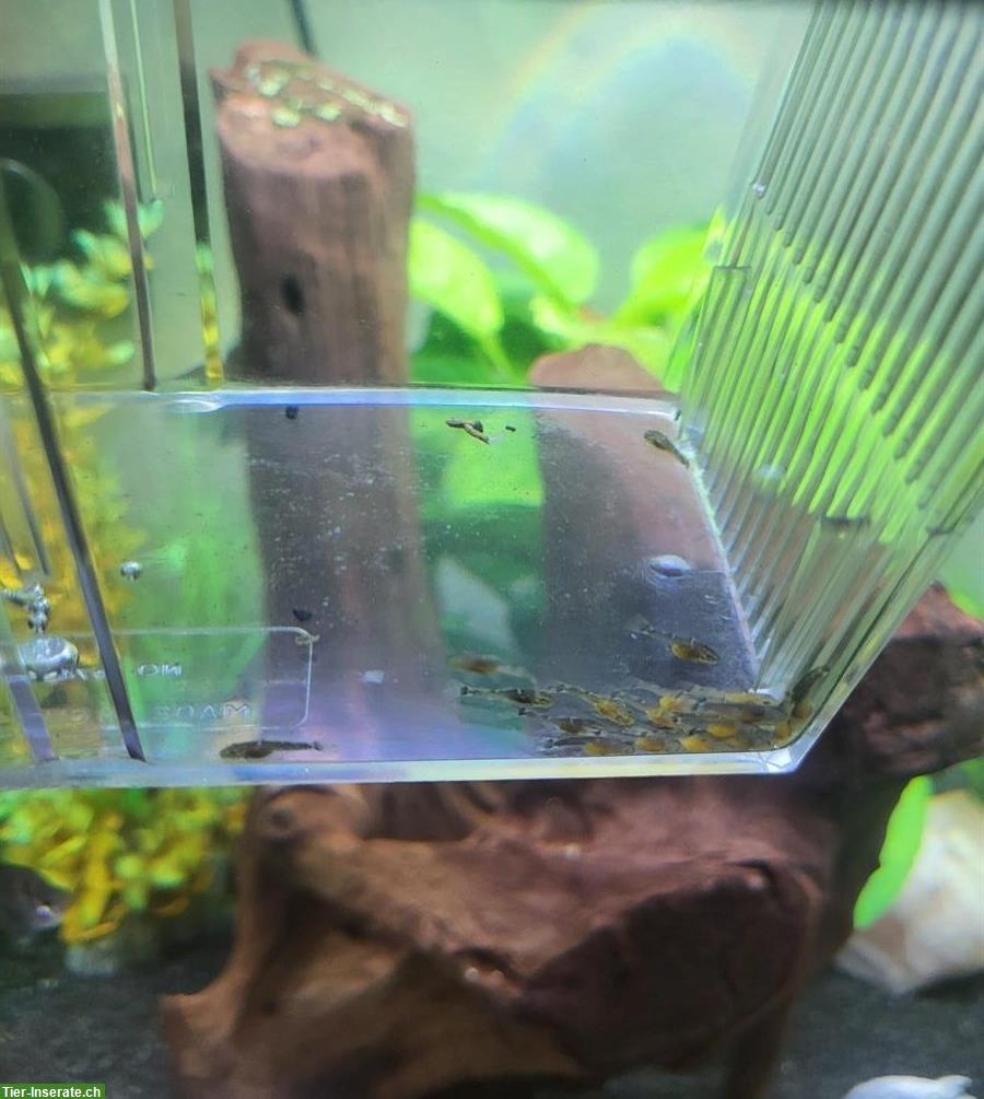 Junge Antennenwelse zu verkaufen