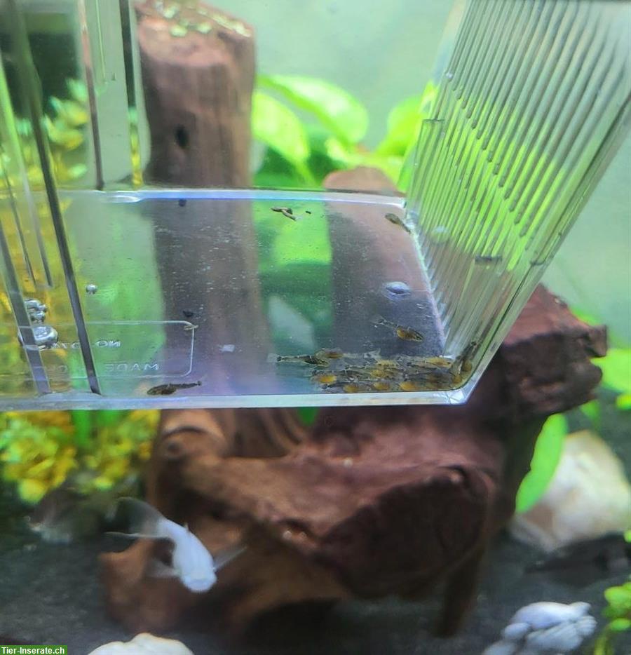 Bild 2: Junge Antennenwelse zu verkaufen