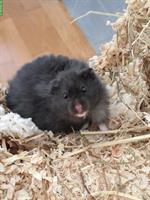 Süsser Teddyhamster männlich zu verschenken!