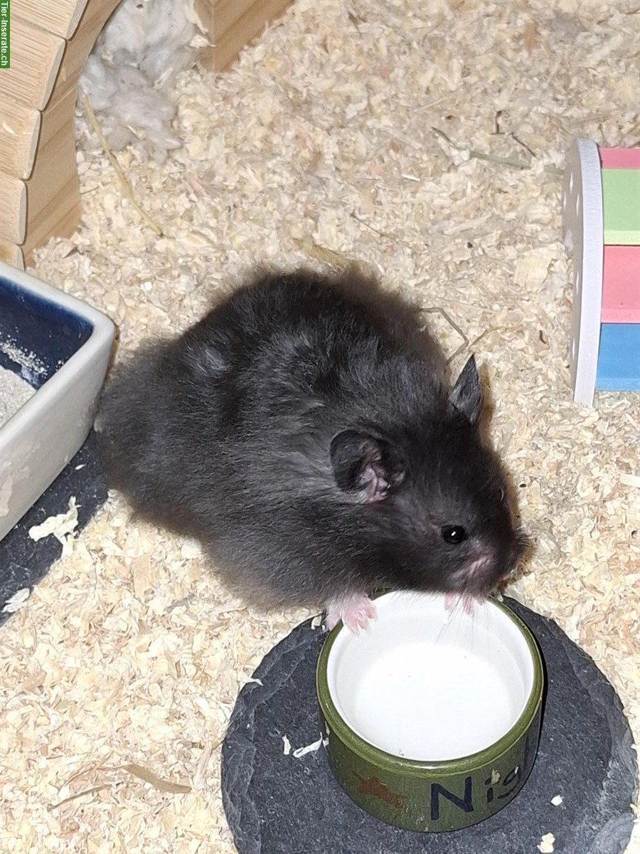 Bild 3: Süsser Teddyhamster männlich zu verschenken!