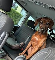 SUCHE: Hundesitter für Rhodesian Ridgeback Hündin