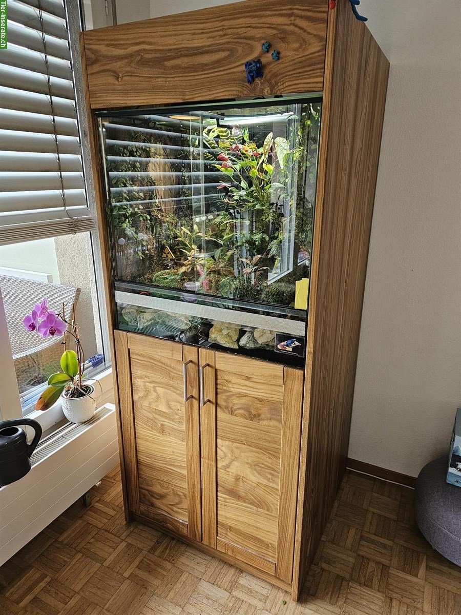 Komplettes Terrarium mit 3 Dentrobates Azureus Fröschen