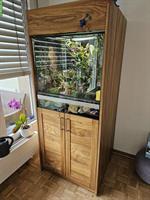 Komplettes Terrarium mit 3 Dentrobates Azureus Fröschen