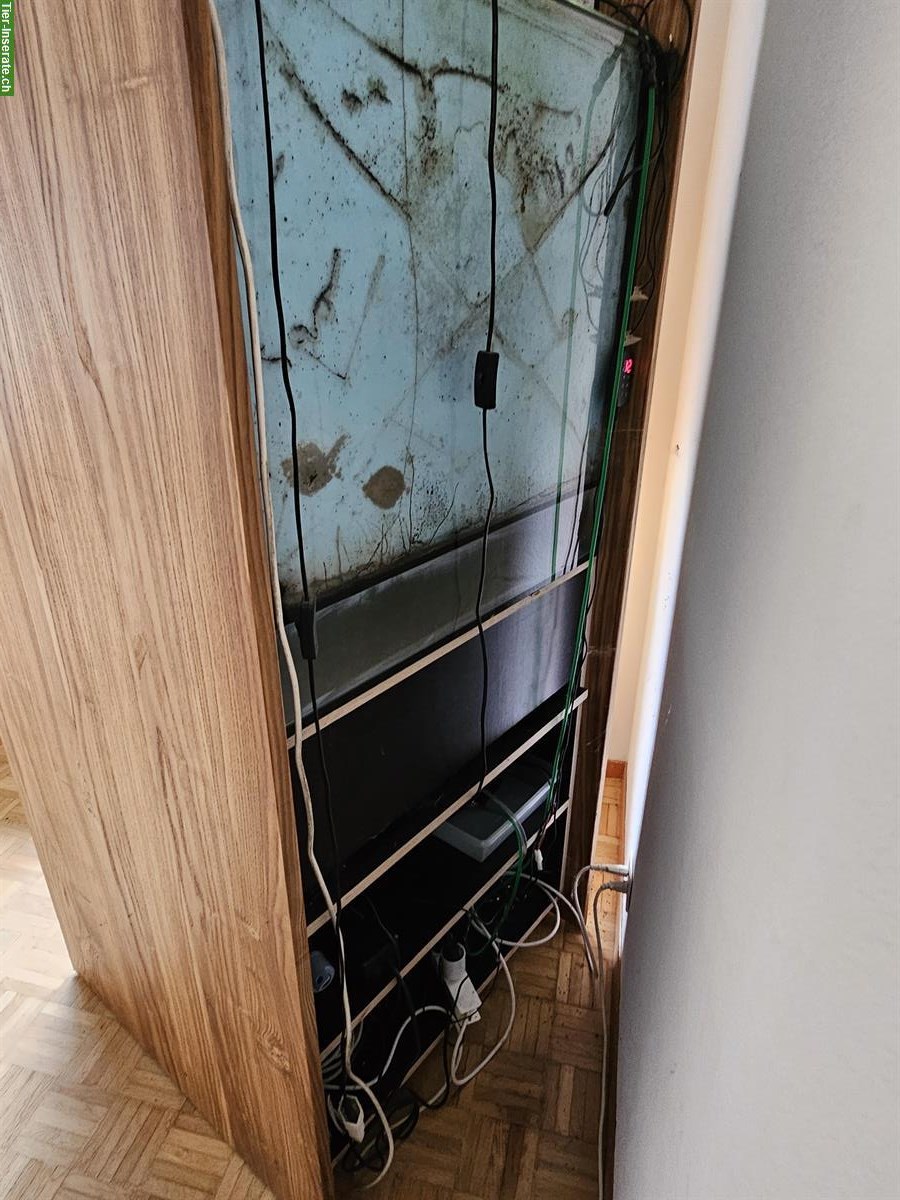 Bild 3: Komplettes Terrarium mit 3 Dentrobates Azureus Fröschen