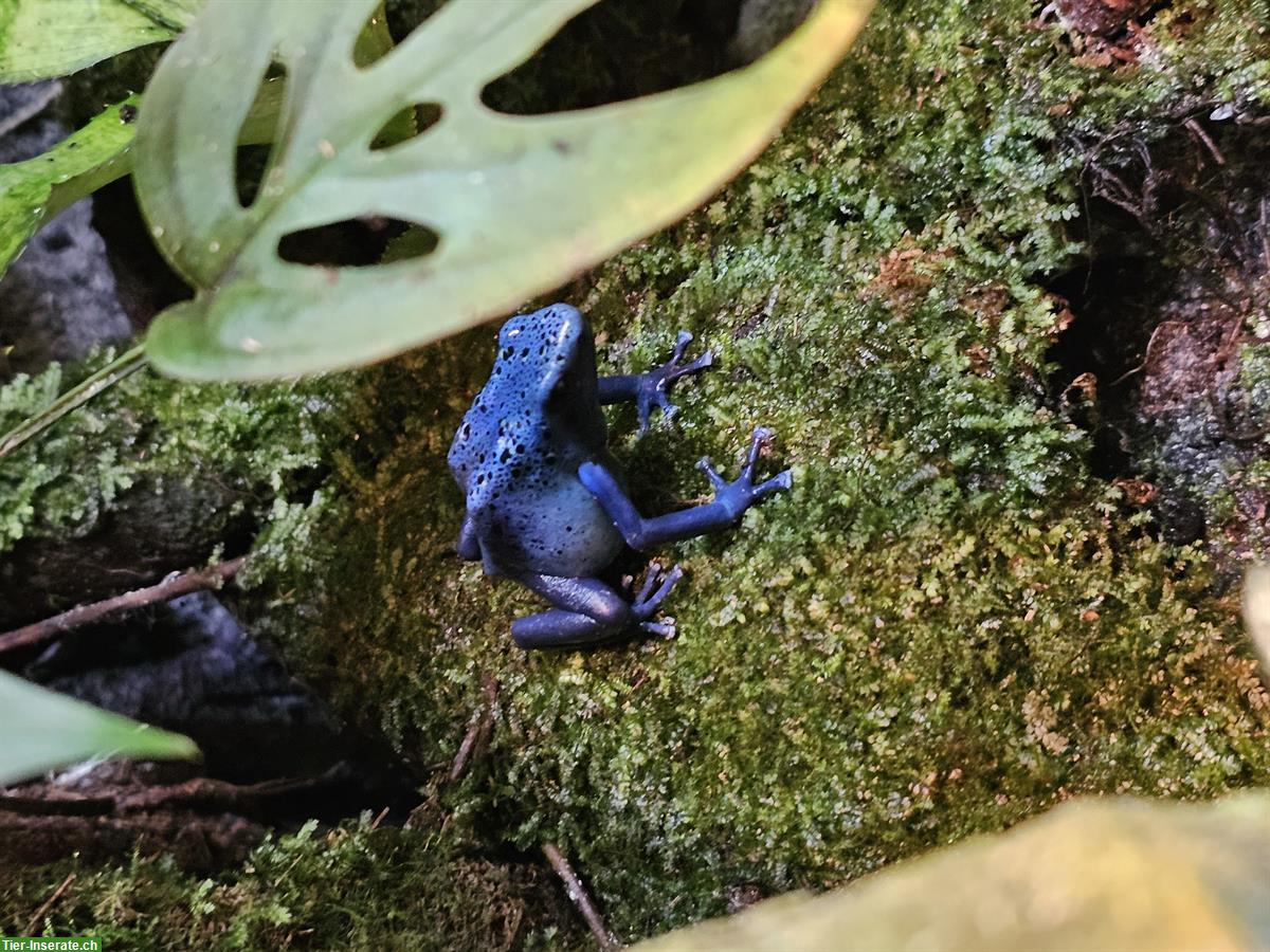 Bild 5: Komplettes Terrarium mit 3 Dentrobates Azureus Fröschen