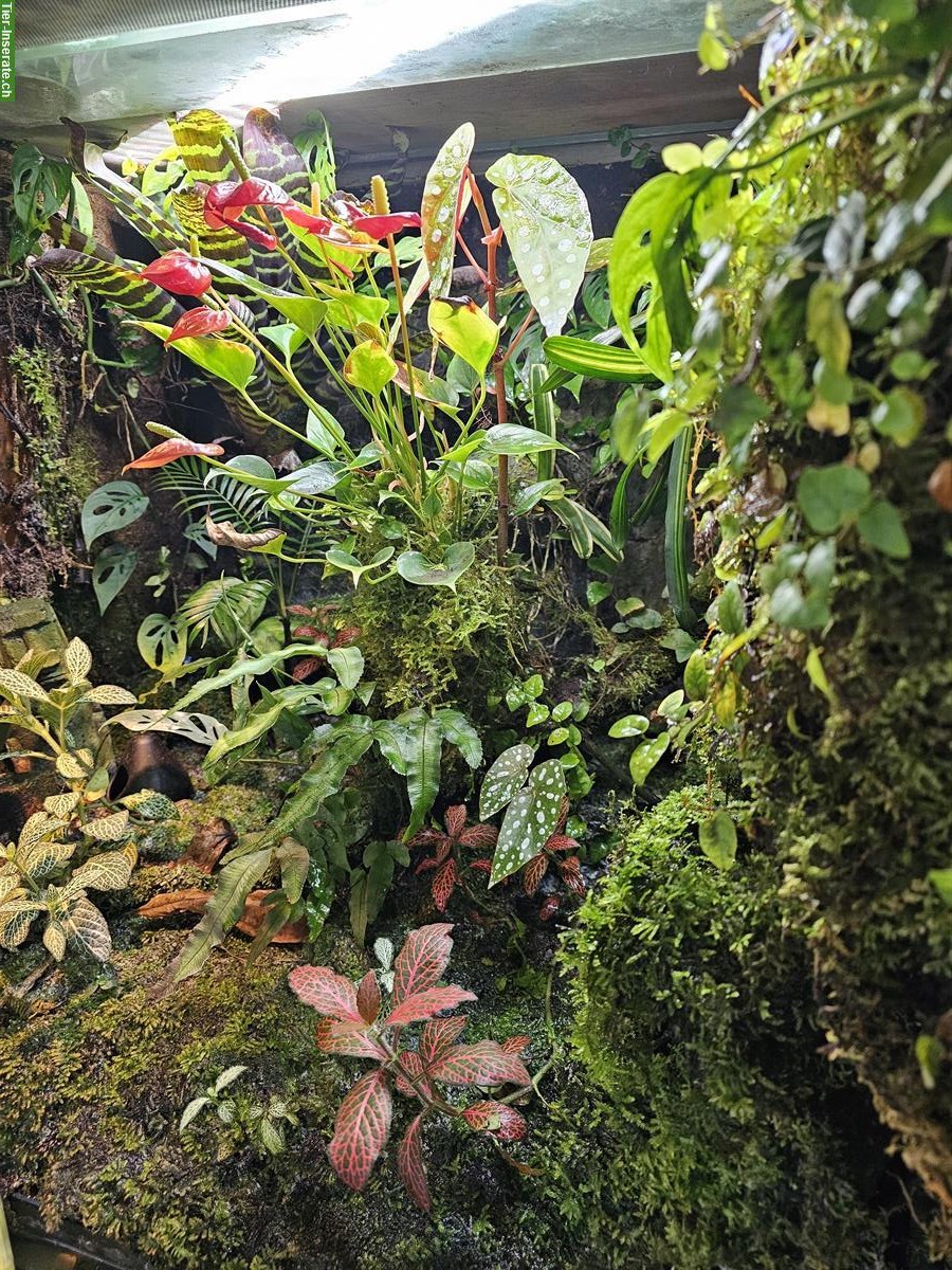 Bild 6: Komplettes Terrarium mit 3 Dentrobates Azureus Fröschen