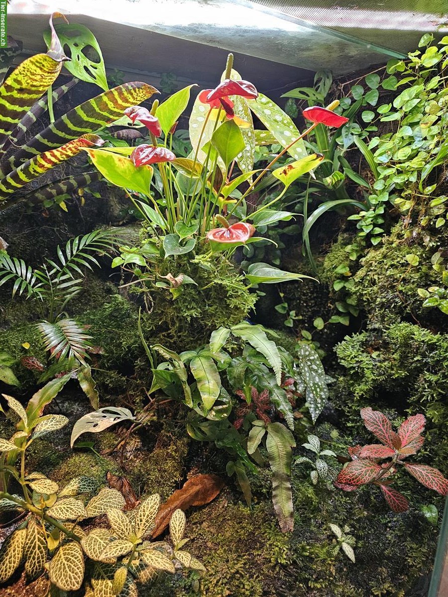 Bild 7: Komplettes Terrarium mit 3 Dentrobates Azureus Fröschen