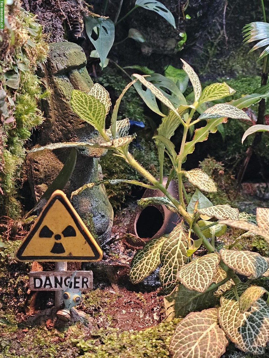 Bild 8: Komplettes Terrarium mit 3 Dentrobates Azureus Fröschen