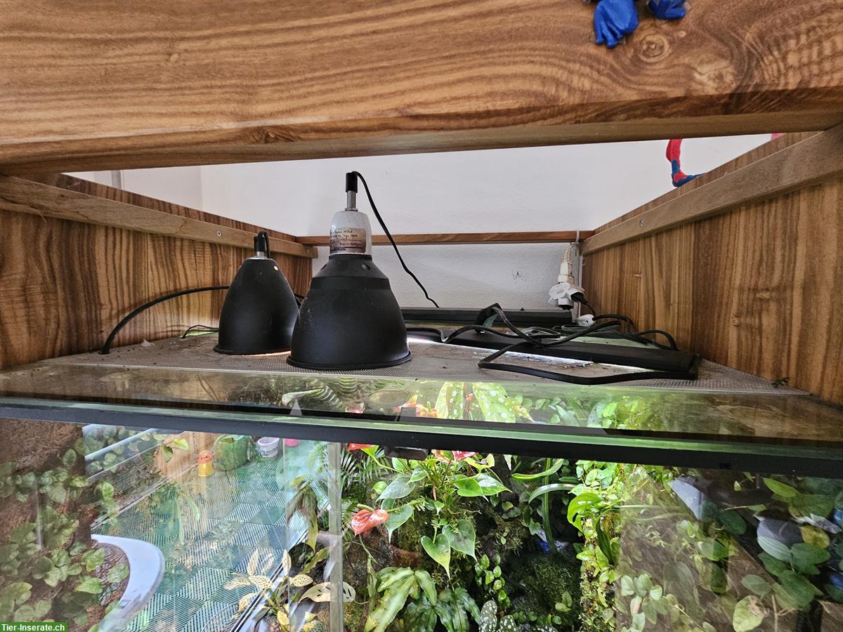 Bild 9: Komplettes Terrarium mit 3 Dentrobates Azureus Fröschen