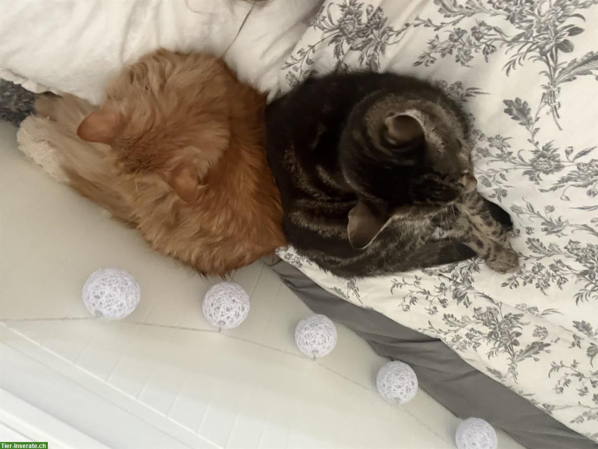 GRATIS: Hauskatzen Paar zu verschenken