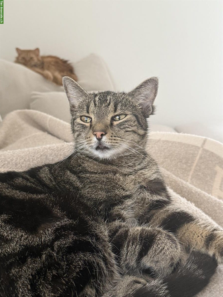 Bild 2: GRATIS: Hauskatzen Paar zu verschenken