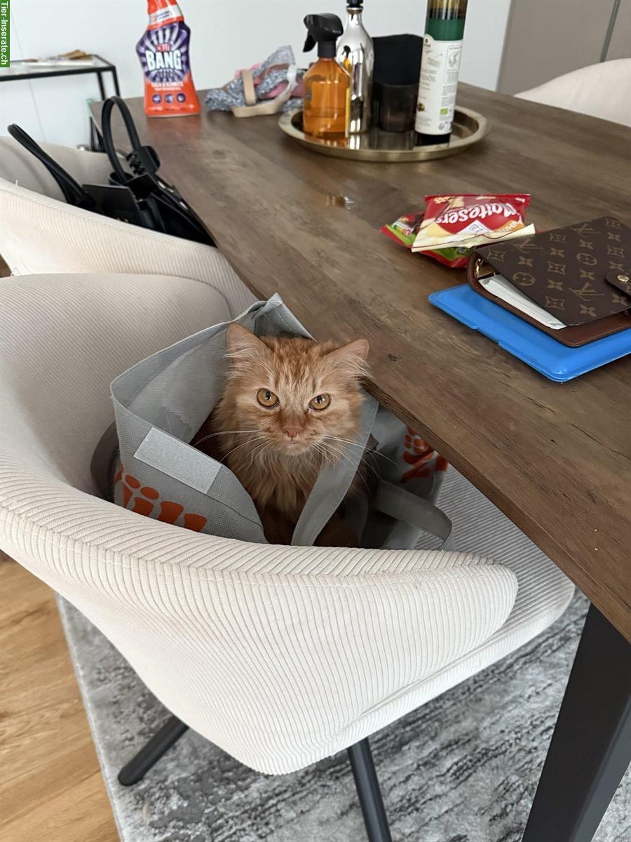 Bild 3: GRATIS: Hauskatzen Paar zu verschenken