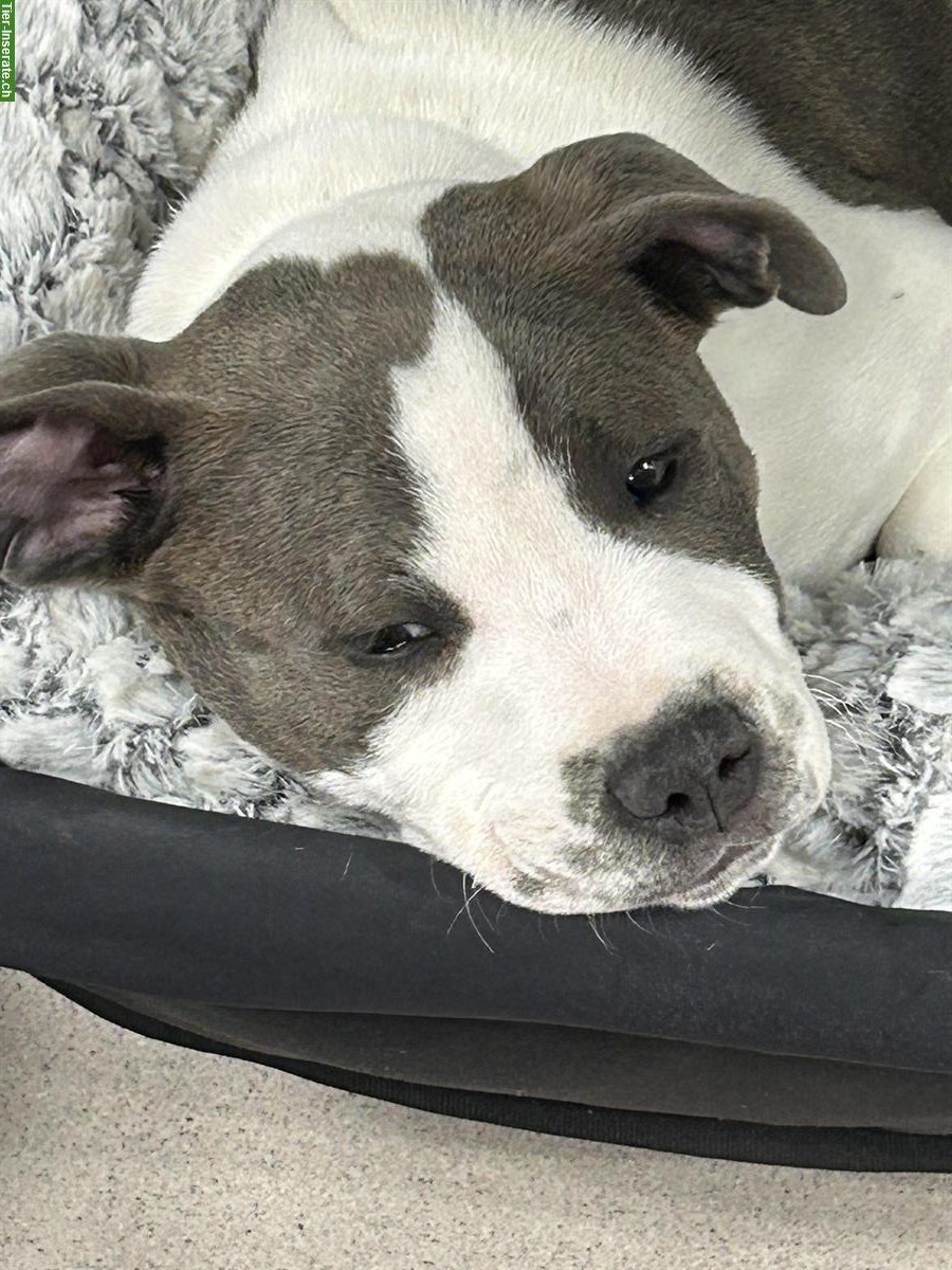 Staffordshire Bullterrier, männlich, 4 Monate jung