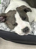 Staffordshire Bullterrier, männlich, 4 Monate jung