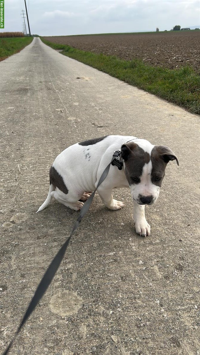 Bild 2: Staffordshire Bullterrier, männlich, 4 Monate jung