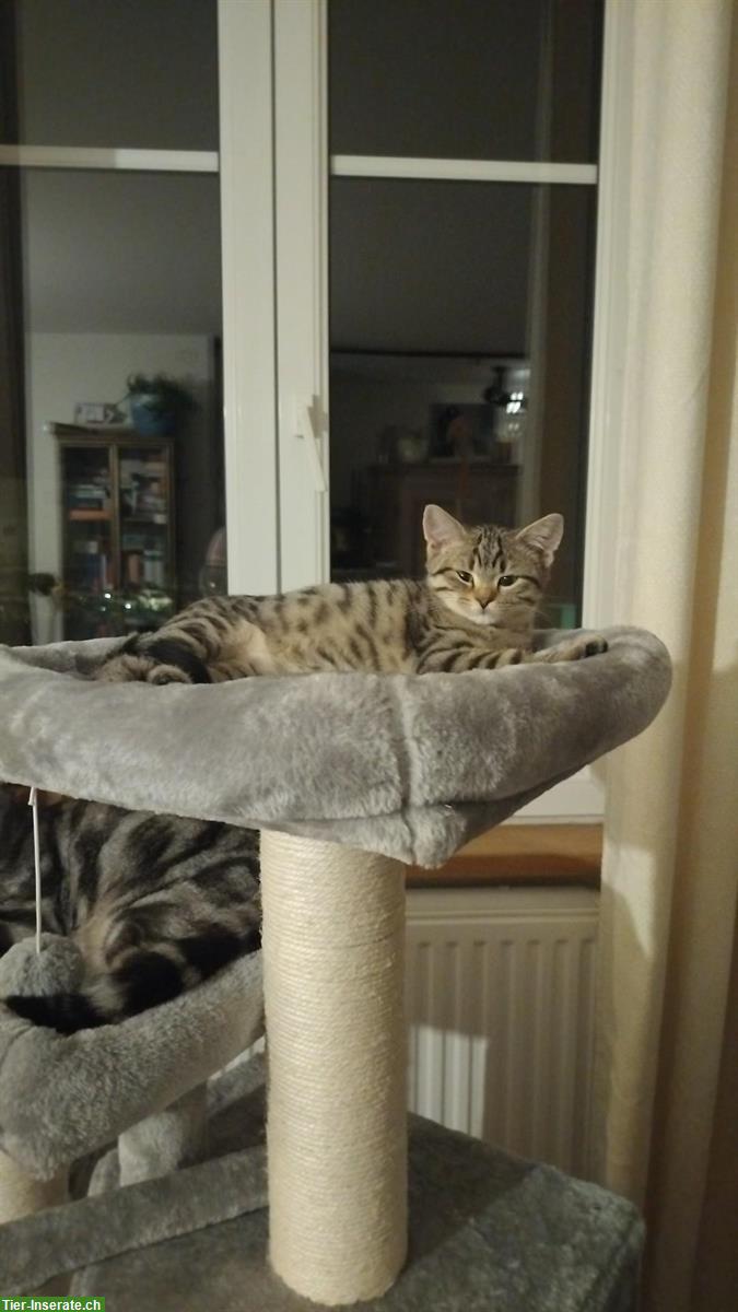 Britisch Kurzhaar Mix Kitten suchen ein Zuhause