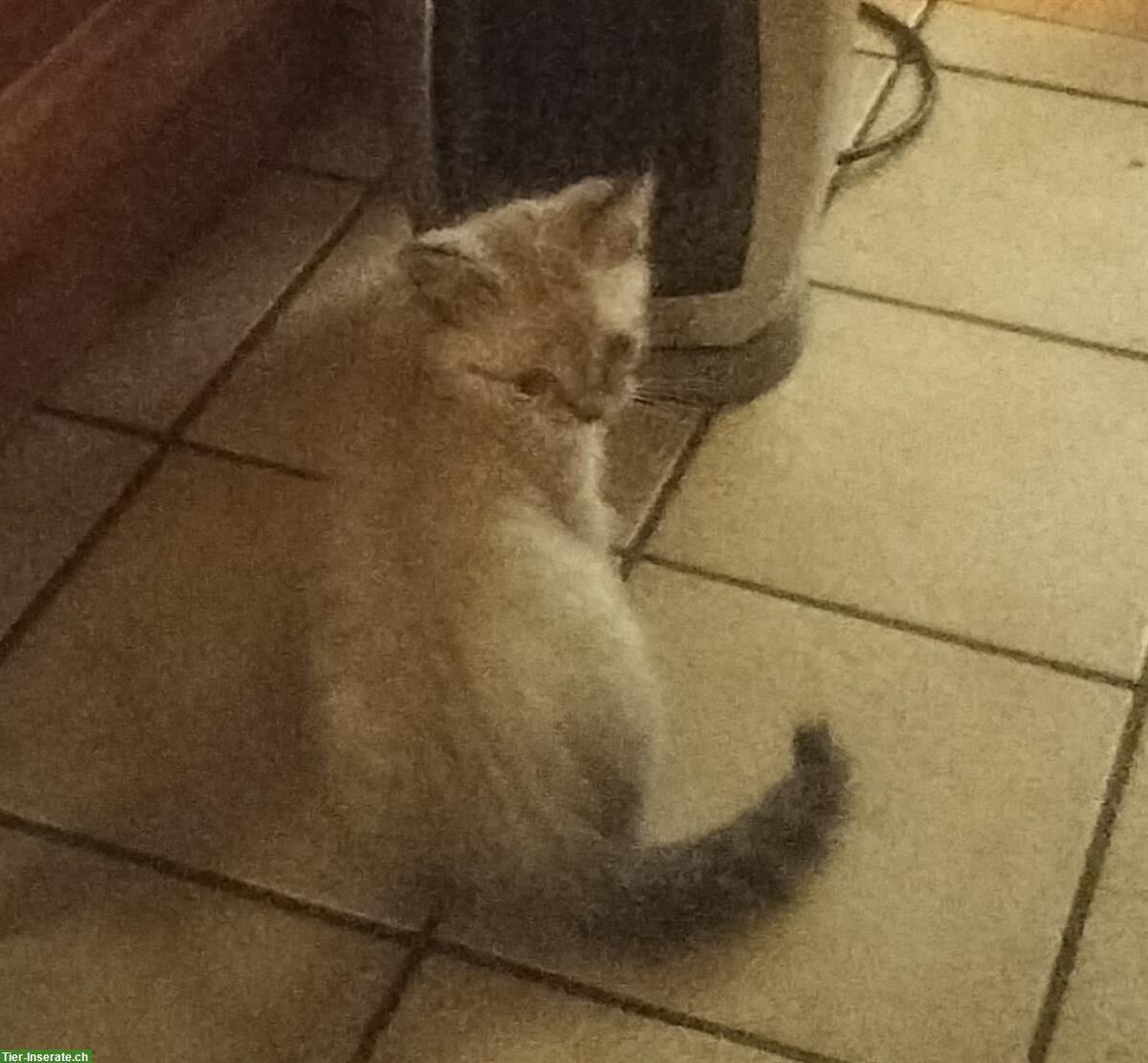 Bild 2: Britisch Kurzhaar Mix Kitten suchen ein Zuhause