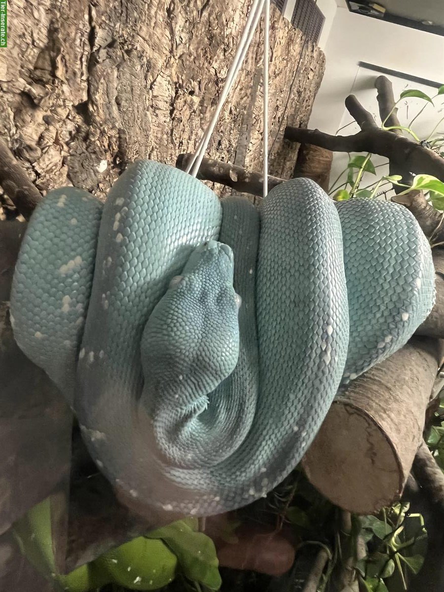 Grüne Baumpythons (türkis & grün) mit Terrarium