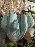 Grüne Baumpythons (türkis & grün) mit Terrarium